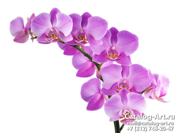 Pink orchids 62